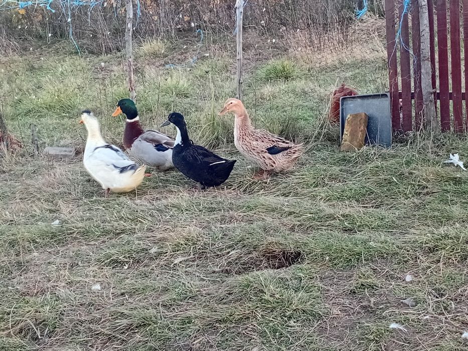 Vând rațe și rățoi