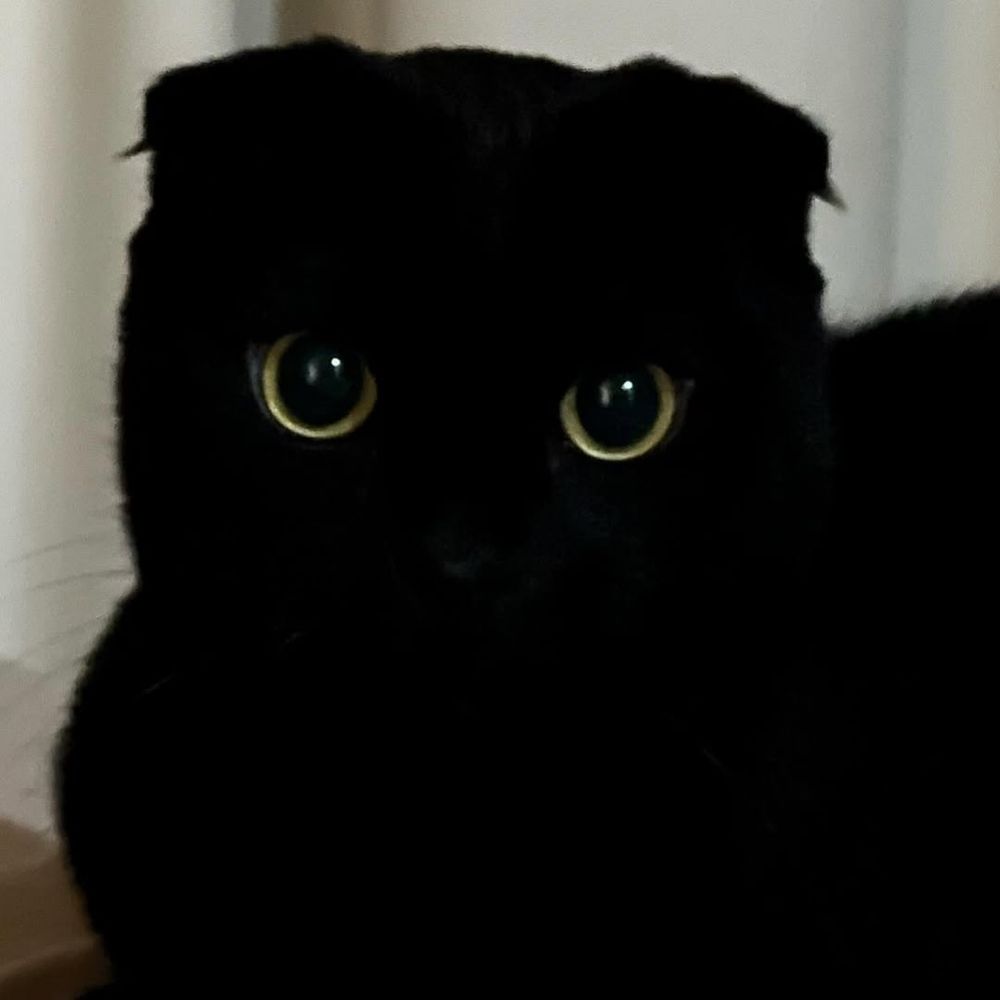 Scottish Fold qora erkak mushuk