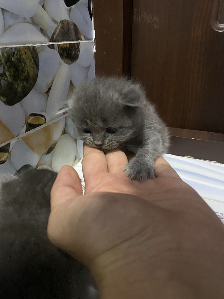 Мушукчала сотилади