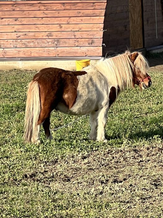 Ponei armasar 75-80 cm la greaban