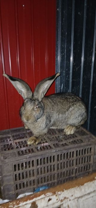 Vand   uriași german mascul si femela