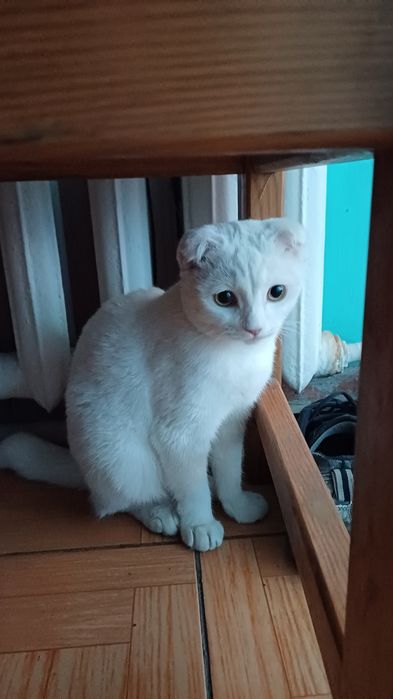 Продам шотландскую веслоухую кошку