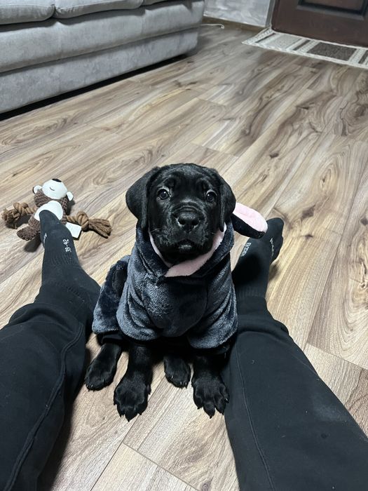 Femela de cane corso