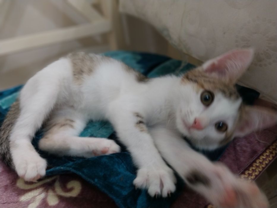 Отдам котенка мальчик