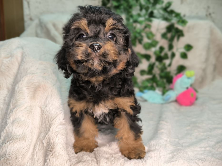 Vand fetita Cavapoo black and tan F1.