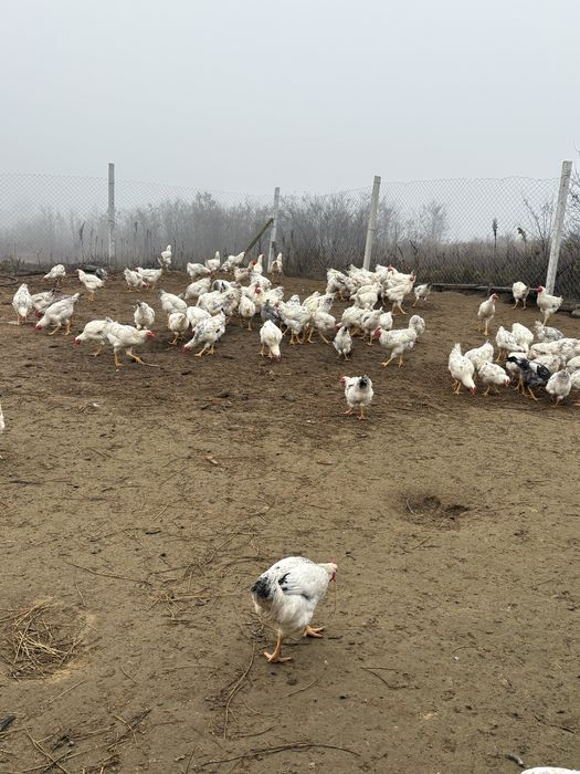 Vand Pui kabir tineri