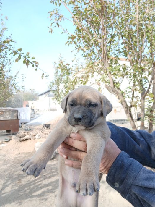 Pitbull bolalari sotiladi