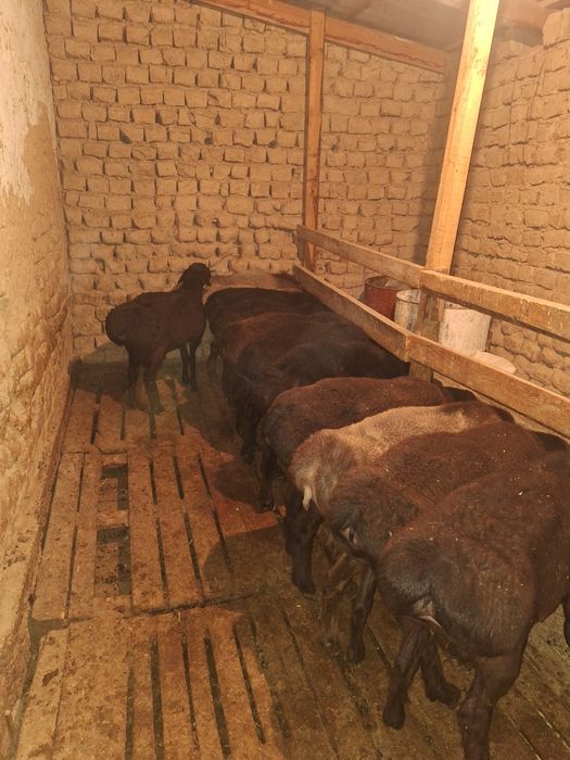 Ассалом алейкум  14 бас кошкар сатлмда