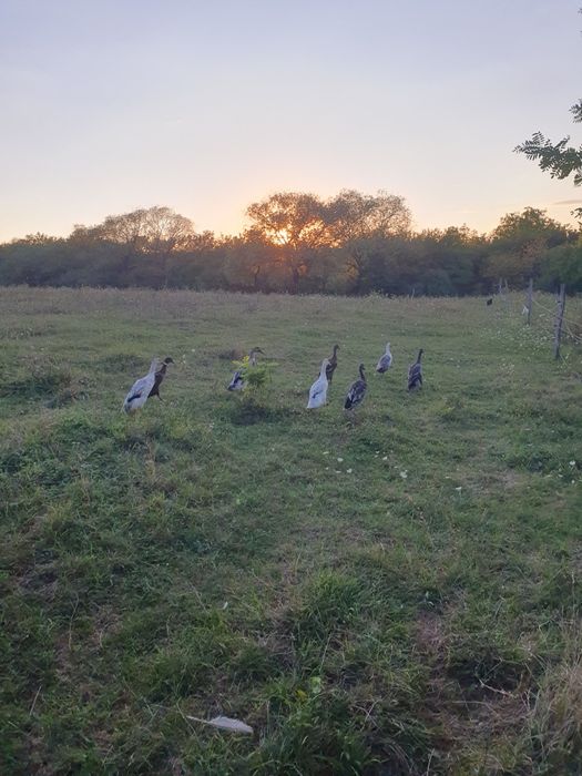 Rațe Indiene alergătoare