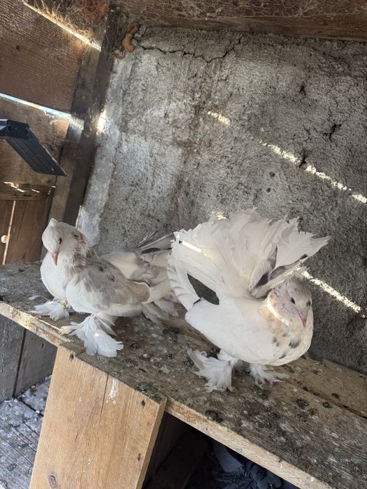 Porumbei Voltati Indieni