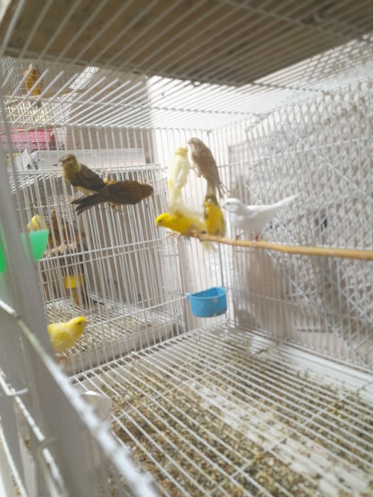 Канарейкалар сотилади