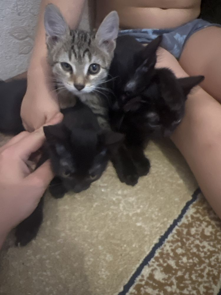 Отдам котят в добрые руки