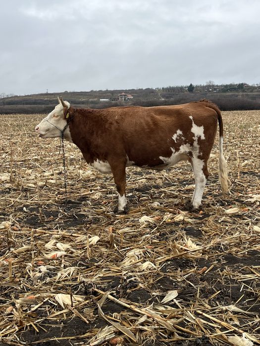 Vand jurinca gestanta in luna a 9