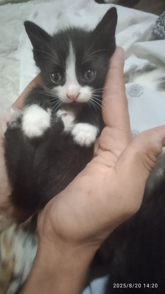Бесплатно отдам котят в хорошие руки