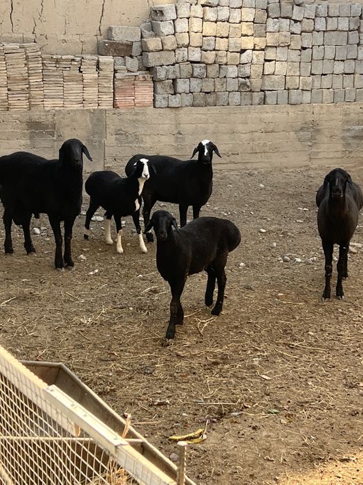 Тоза куйлар срочно сотилади, бокиб купайтириш учун!