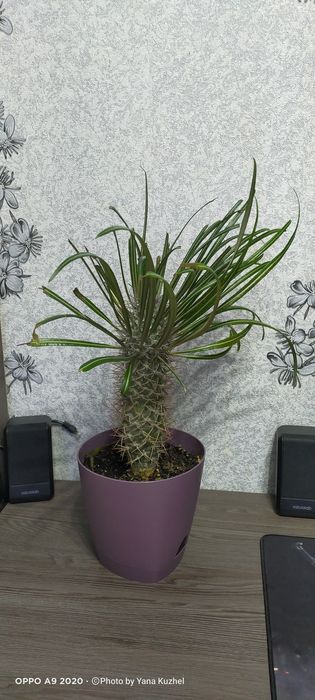 Продам пахиподиум