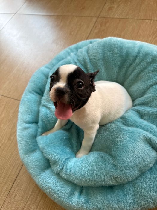 Продам щенка французского бульдога (4 месяца)