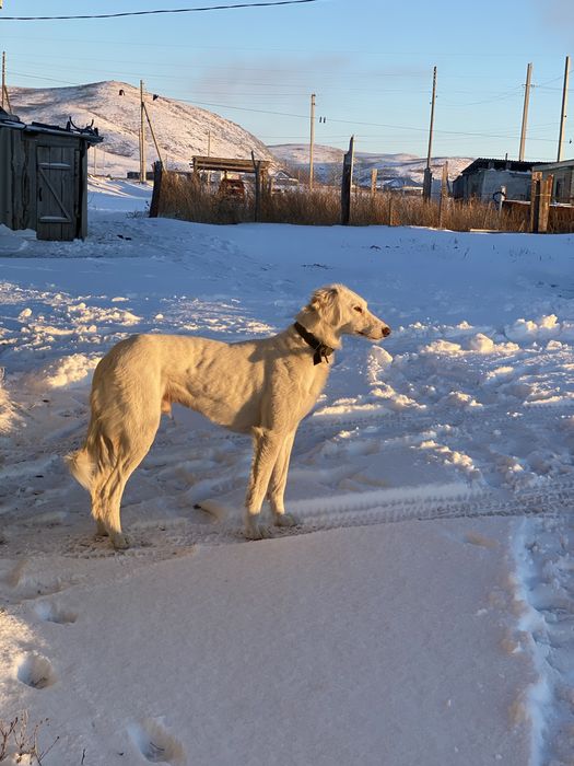 Өскемен Тазы 2,5 жасар