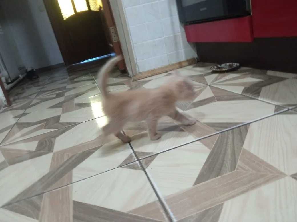 отдам бесплатно замечательных котят