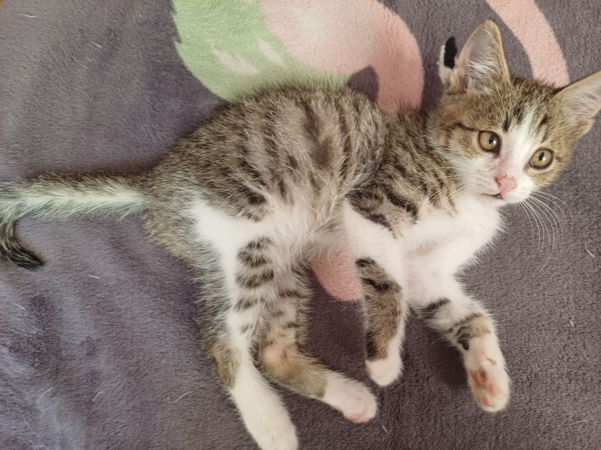 Котёнок бесплатно