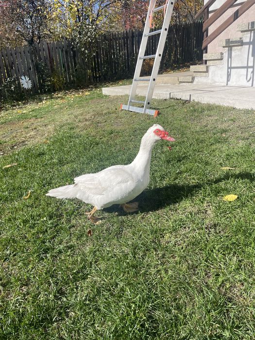 Vând rățoi lesești tineri