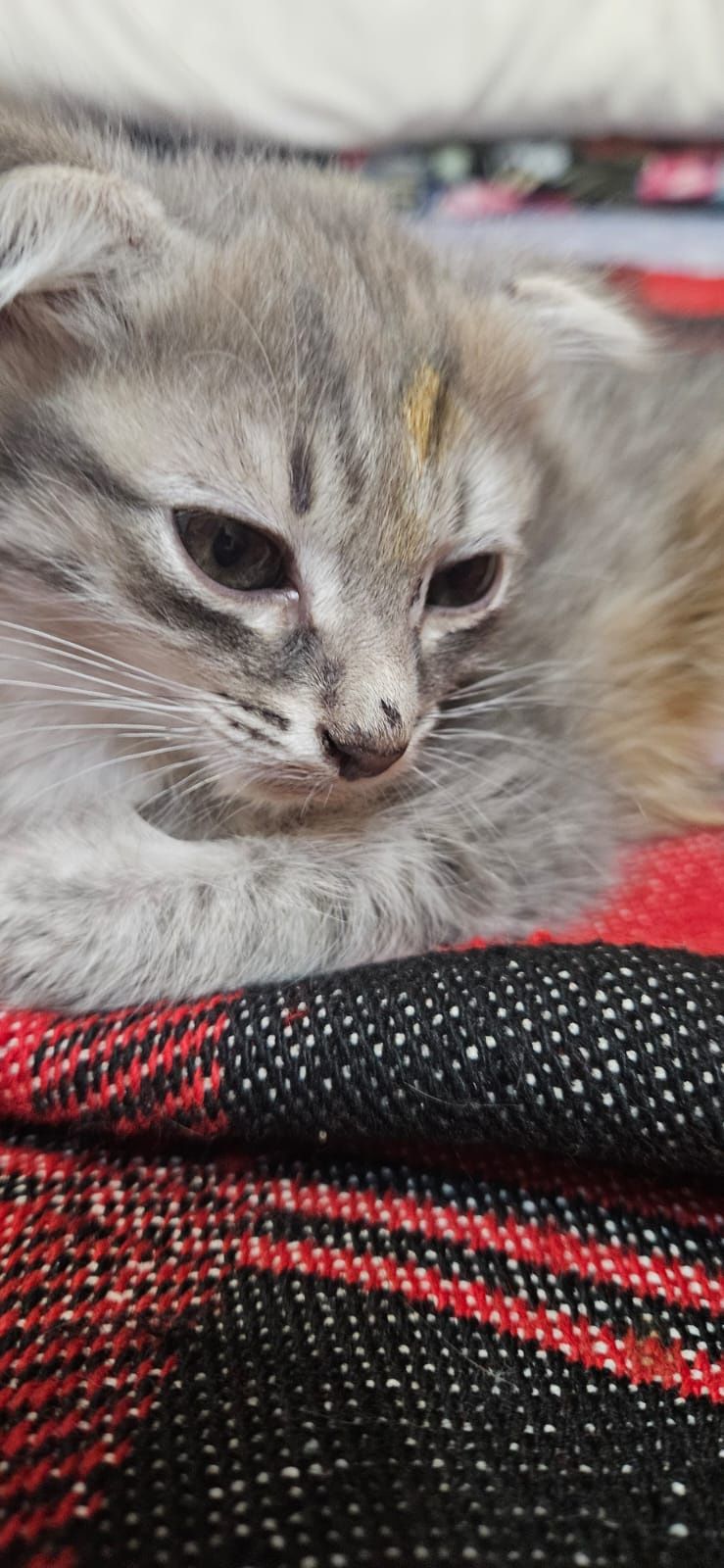 Отдам котят даром в хорошие