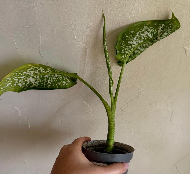 Цветы комнатные, в горшках, в ассортименте