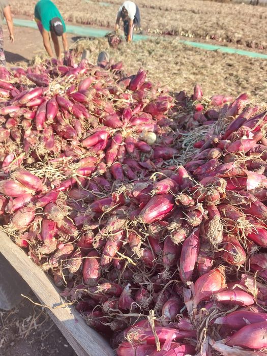 Ceapă de apă roșie