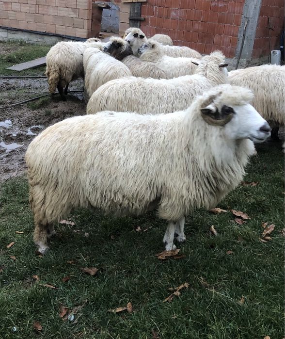 Vând 6 oi și un berbec!