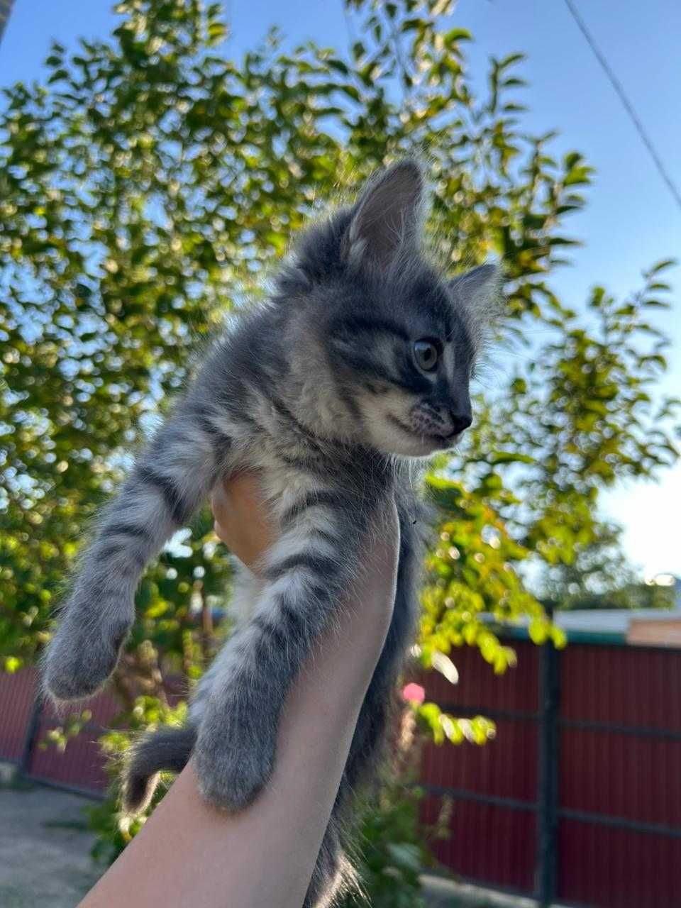 Котёнок девочка 5 месецов