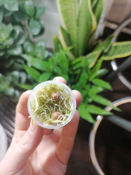 Клубни алоказии скальпрум