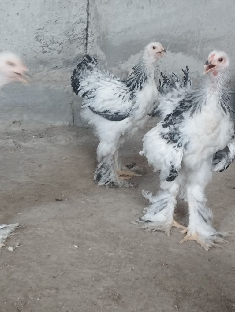 Svetliy brama juja sotiladi