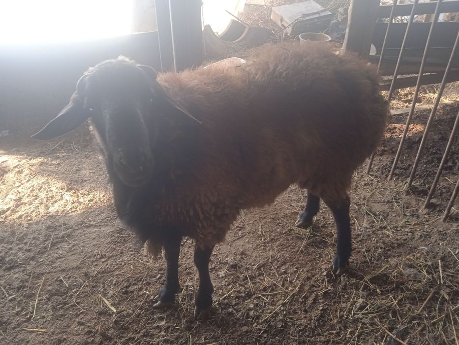 Qo‘chqor va echkilar