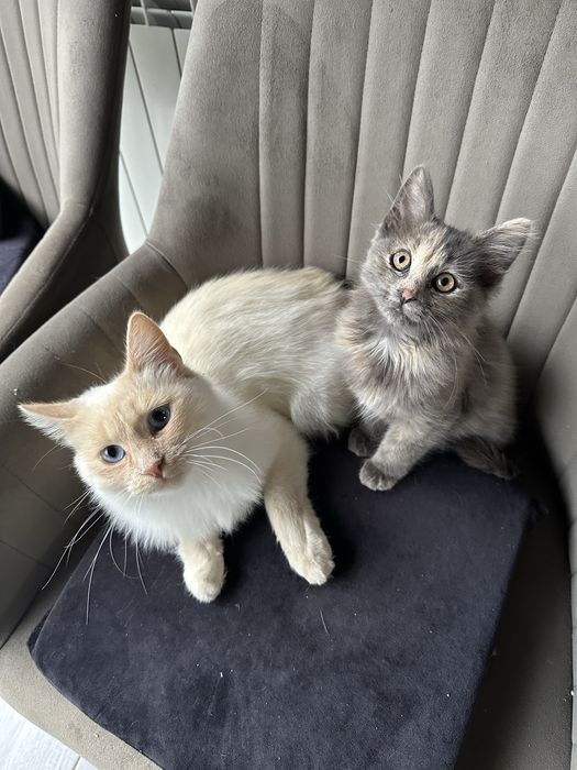 Pui pisica, Turkish blana lunga, gri-albastru, 4 luni