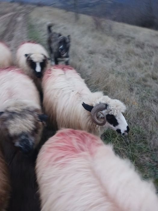 Oi si berbec de vanzare