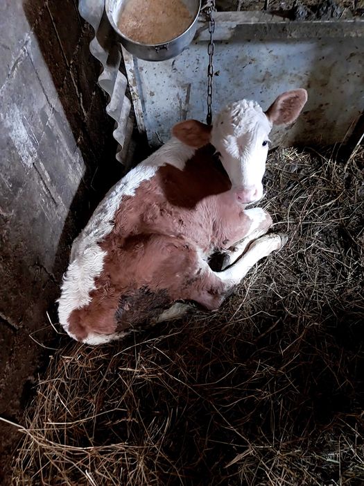 Vând două vițele și un vițăl