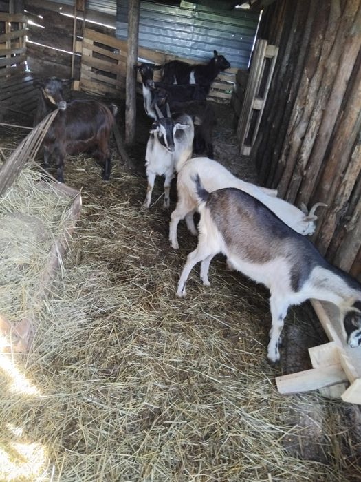 Iede de tinut sau taiat