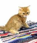 Котики и кошечки  британские шиншиллы золото