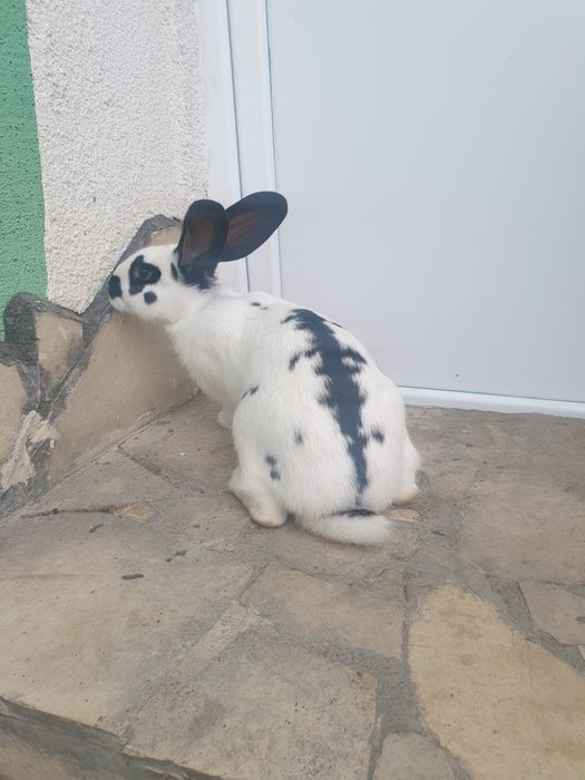 Vand 2 femela tanara 2025