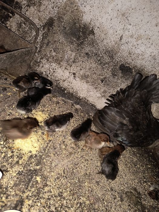 Vând 4 cocoșii de iopan și Cloșcă de iopan cu 10 pui