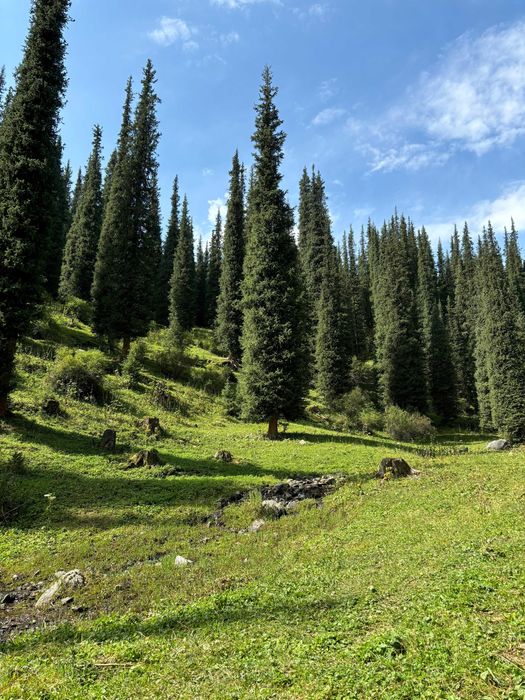 Кайынды Чарын Кегень Кольсай аренда минивэн прокат минивен с водителем