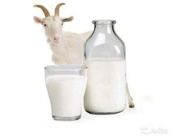 Молоко от зааненских молочных коз
