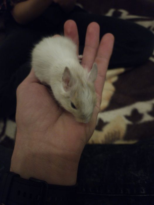 2 Veverite degu surori