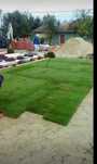 Vand gazon rulou si montez avem si plante ornamentale