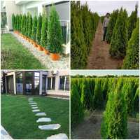 Tuia thuja smarald calitate extra gard viu ornament