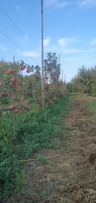 Pink lady olma nevalari sotiladi