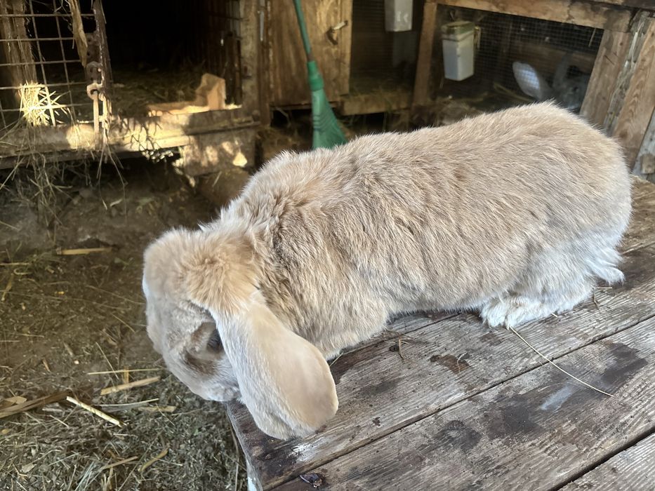 Iepuri  berbec german