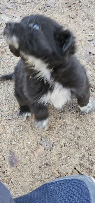 Отдам в добрые руки. Щенок