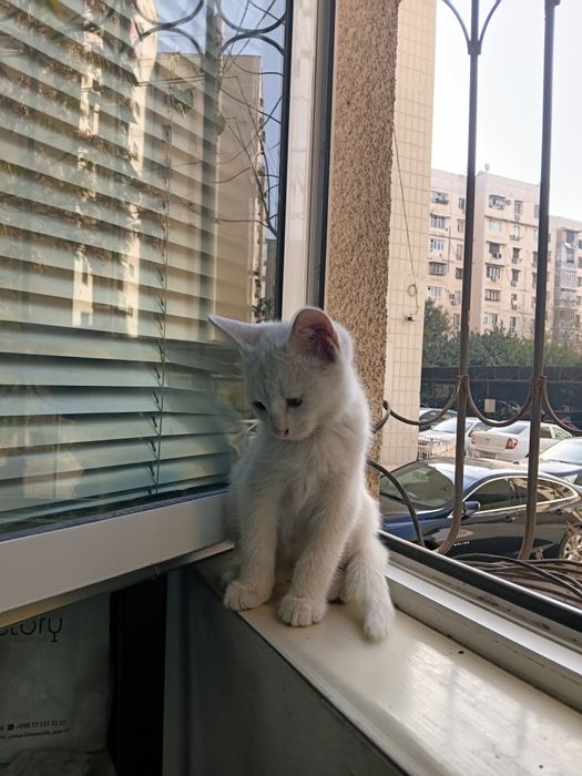 Отдаются котята в добрые руки.