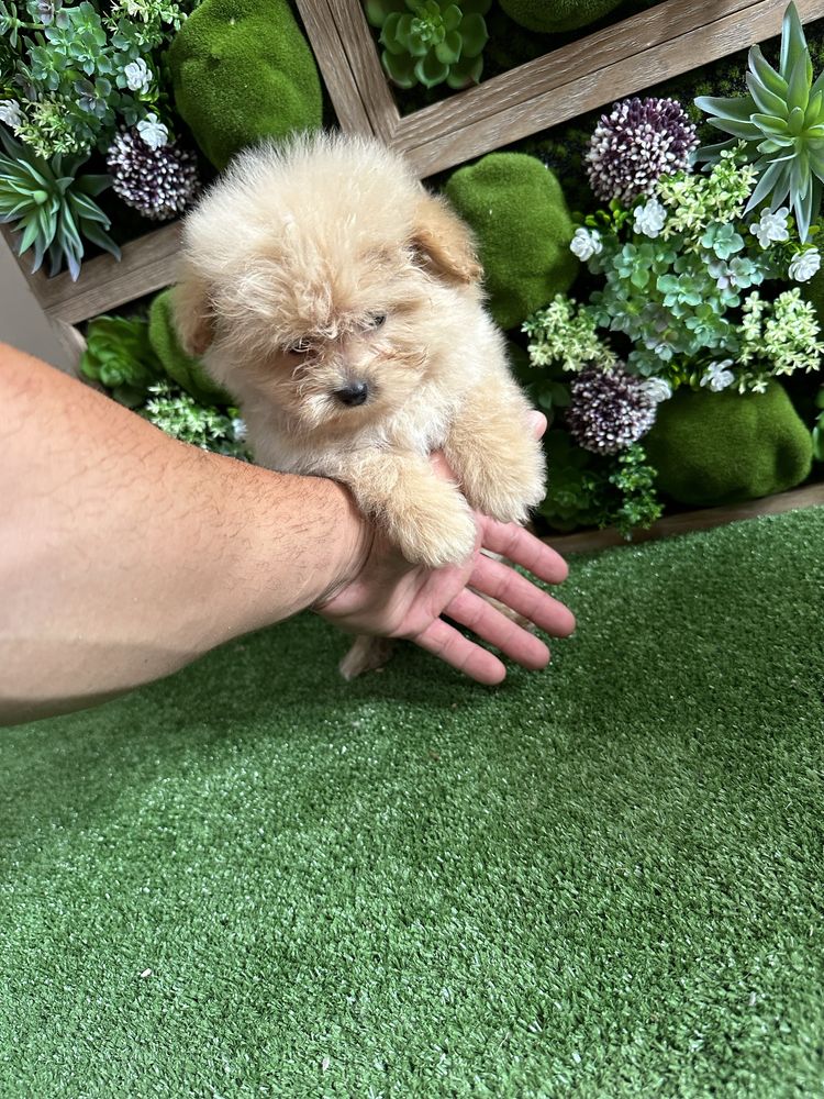 Pomapoo/Той Пудел